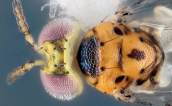 Scientists Discover Unique New Parasitic Wasp Species in Texas