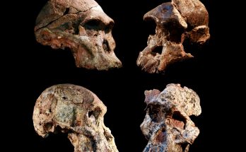 Human Ancestor Fossils in the “Cradle of Humankind” May Be More Than a Million Years Older Than Thought