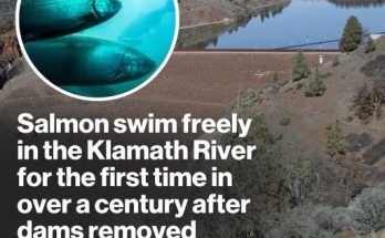 For the first time in more than a century, salmon are swimming freely along the Klamath River and its tributaries — a major watershed near the California-Oregon border — just days after the largest dam removal project in U.S. history was completed.